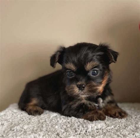 You can Express Mail (U. . Shorkie puppies for sale nc